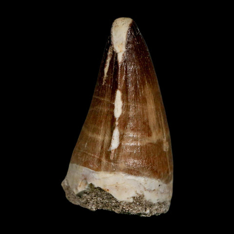 XL 2.1" Mosasaur Prognathodon Fossil Tooth Cretaceous Dinosaur Era COA & Stand