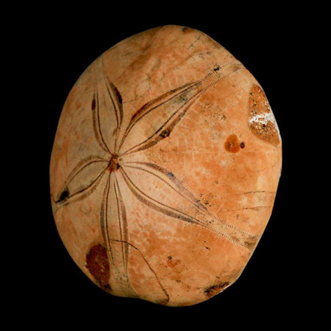 75MM Pygurus Marmonti Sea Urchin Fossil Sand Dollar Jurassic Age Madagascar - Fossil Age Minerals
