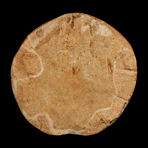 75MM Pygurus Marmonti Sea Urchin Fossil Sand Dollar Jurassic Age Madagascar - Fossil Age Minerals