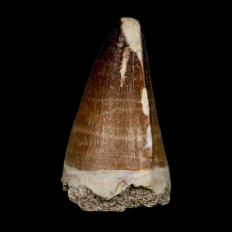 XL 2.1" Mosasaur Prognathodon Fossil Tooth Cretaceous Dinosaur Era COA & Stand