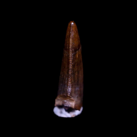 0.5" Tyrannosaur Serrated Fossil Tooth Cretaceous Dinosaur Judith River FM MT COA - Fossil Age Minerals