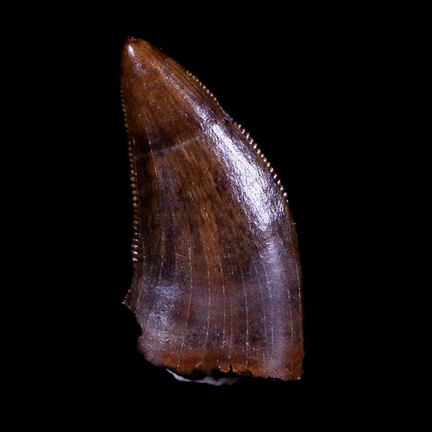 0.5" Tyrannosaur Serrated Fossil Tooth Cretaceous Dinosaur Judith River FM MT COA - Fossil Age Minerals