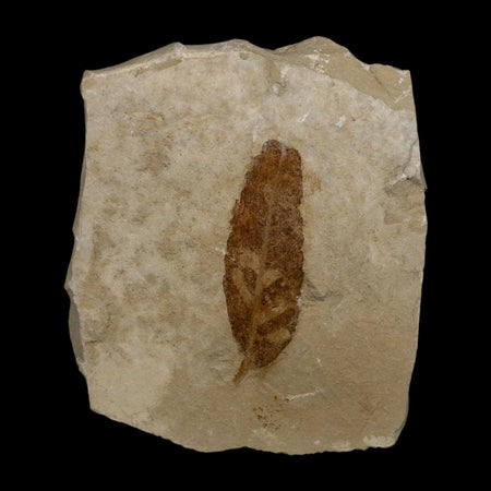 1.5" Caesalpinia Pecorae Divi Divi Trees Fossil Plant Leaf Eocene Age Uintah Utah