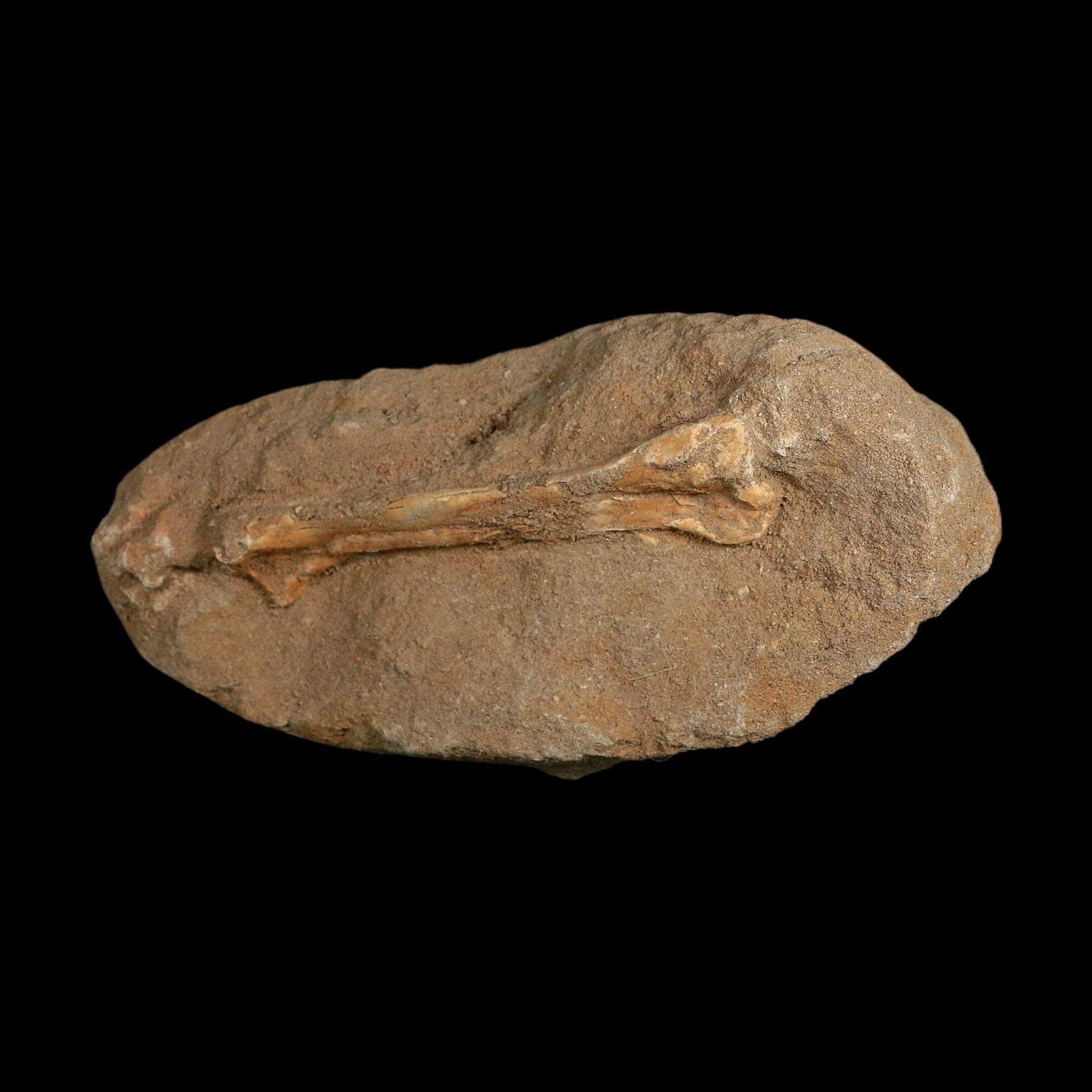 4.6" Pterosaur Tethydraco Regalis Fossil Bones Upper Cretaceous Morocco Stand COA