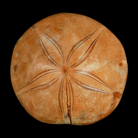 77MM Pygurus Marmonti Sea Urchin Fossil Sand Dollar Jurassic Age Madagascar