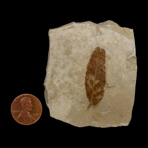 1.5" Caesalpinia Pecorae Divi Divi Trees Fossil Plant Leaf Eocene Age Uintah Utah - Fossil Age Minerals