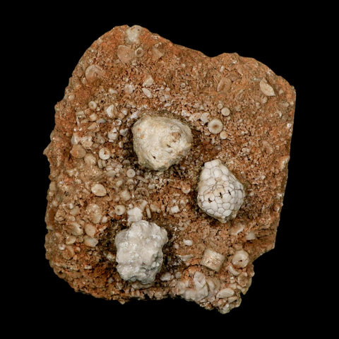 3.2" Dorycrinus Cornigerus Crinoid Fossil Mississippian Age Burlington Iowa - Fossil Age Minerals