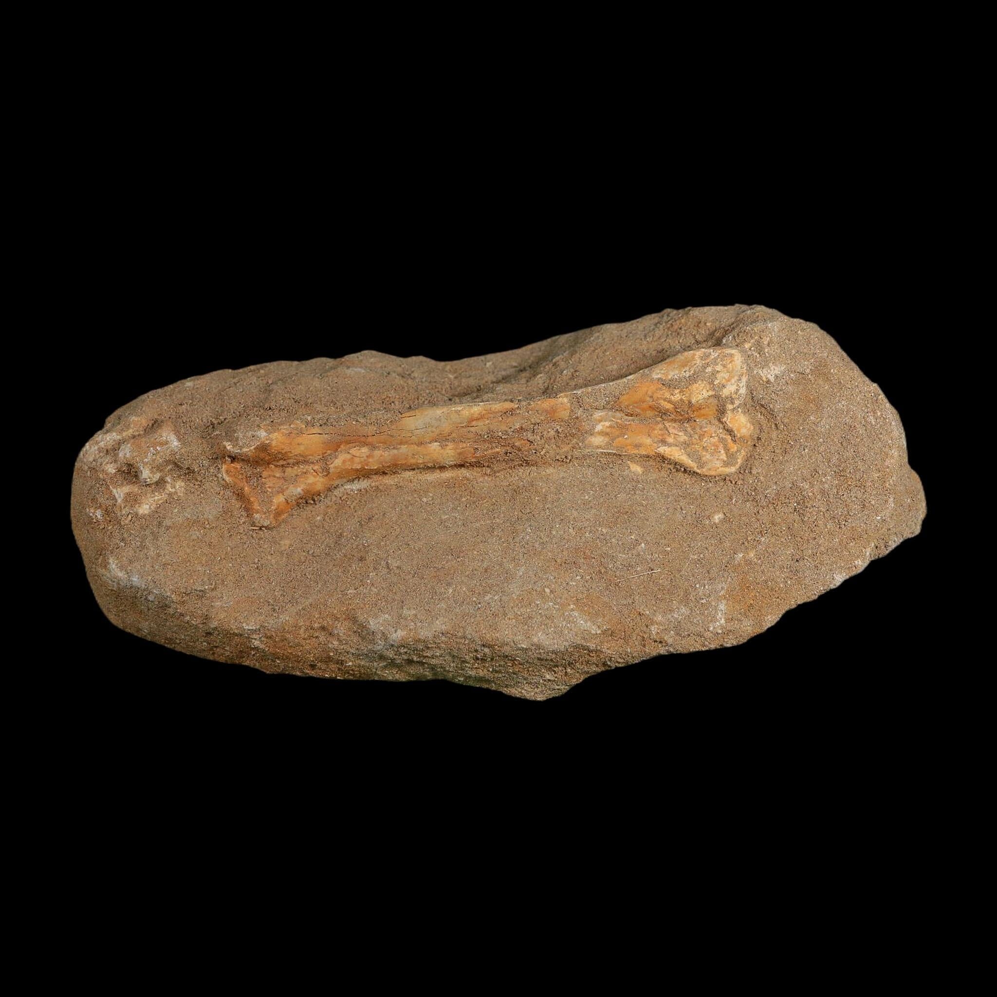 4.6" Pterosaur Tethydraco Regalis Fossil Bones Upper Cretaceous Morocco Stand COA