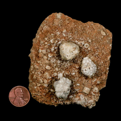 3.2" Dorycrinus Cornigerus Crinoid Fossil Mississippian Age Burlington Iowa - Fossil Age Minerals