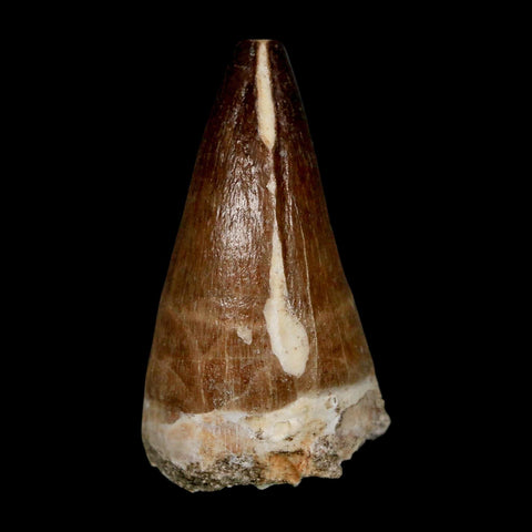 XL 2.1" Mosasaur Prognathodon Fossil Tooth Cretaceous Dinosaur Era COA & Stand