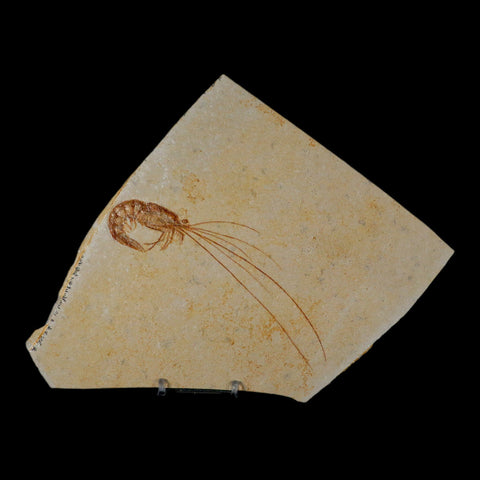 5.6" Acanthochirana Fossil Shrimp Upper Jurassic Age Solnhofen FM Germany COA Stand - Fossil Age Minerals