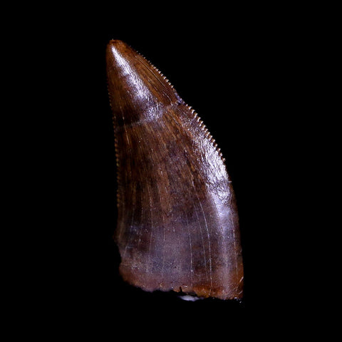 0.5" Tyrannosaur Serrated Fossil Tooth Cretaceous Dinosaur Judith River FM MT COA - Fossil Age Minerals