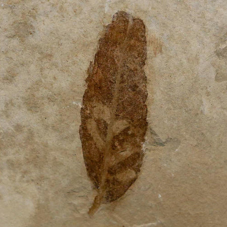 1.5" Caesalpinia Pecorae Divi Divi Trees Fossil Plant Leaf Eocene Age Uintah Utah