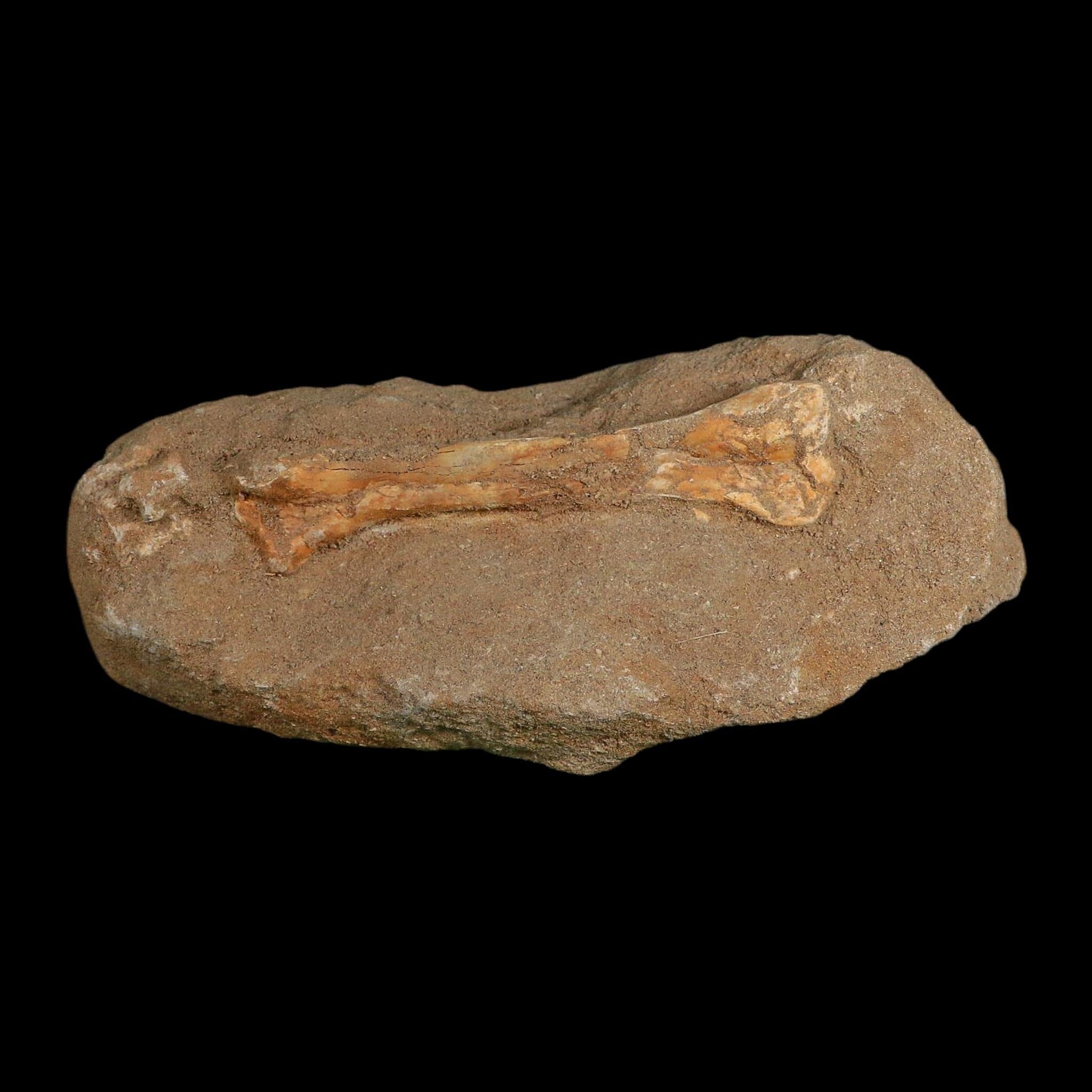 4.6" Pterosaur Tethydraco Regalis Fossil Bones Upper Cretaceous Morocco Stand COA