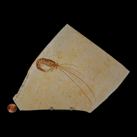 5.6" Acanthochirana Fossil Shrimp Upper Jurassic Age Solnhofen FM Germany COA Stand - Fossil Age Minerals