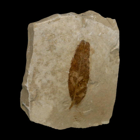 1.5" Caesalpinia Pecorae Divi Divi Trees Fossil Plant Leaf Eocene Age Uintah Utah - Fossil Age Minerals