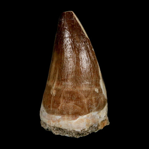 XL 2.1" Mosasaur Prognathodon Fossil Tooth Cretaceous Dinosaur Era COA & Stand