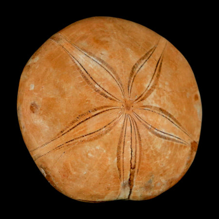 77MM Pygurus Marmonti Sea Urchin Fossil Sand Dollar Jurassic Age Madagascar