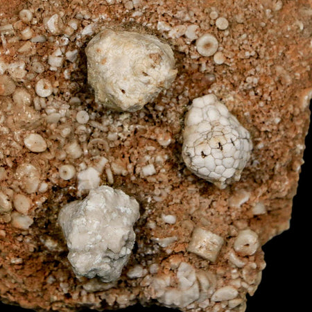 3.2" Dorycrinus Cornigerus Crinoid Fossil Mississippian Age Burlington Iowa