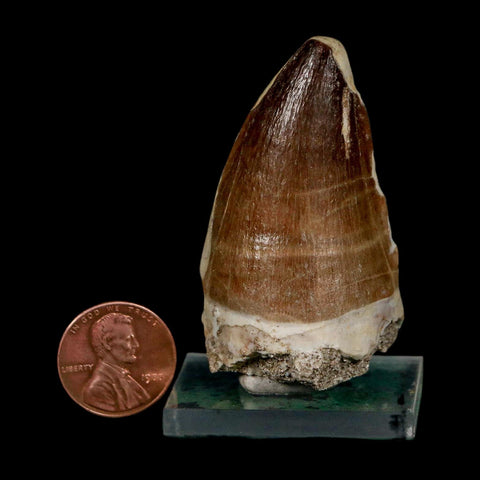 XL 2.1" Mosasaur Prognathodon Fossil Tooth Cretaceous Dinosaur Era COA & Stand