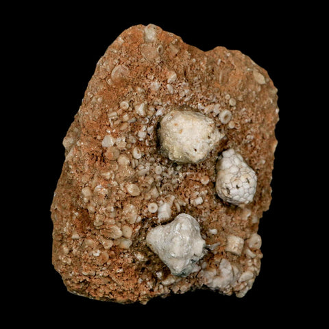 3.2" Dorycrinus Cornigerus Crinoid Fossil Mississippian Age Burlington Iowa - Fossil Age Minerals