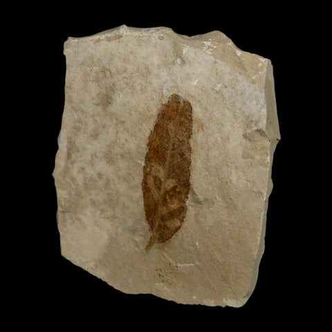 1.5" Caesalpinia Pecorae Divi Divi Trees Fossil Plant Leaf Eocene Age Uintah Utah - Fossil Age Minerals