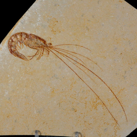 5.6" Acanthochirana Fossil Shrimp Upper Jurassic Age Solnhofen FM Germany COA Stand - Fossil Age Minerals