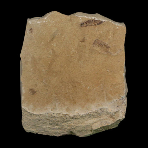 1.5" Caesalpinia Pecorae Divi Divi Trees Fossil Plant Leaf Eocene Age Uintah Utah - Fossil Age Minerals