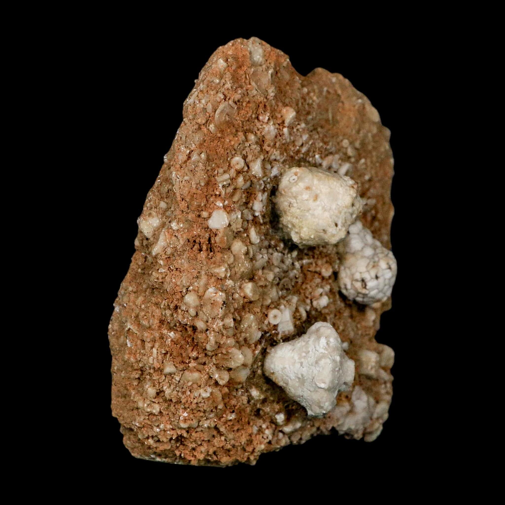 3.2" Dorycrinus Cornigerus Crinoid Fossil Mississippian Age Burlington Iowa - Fossil Age Minerals