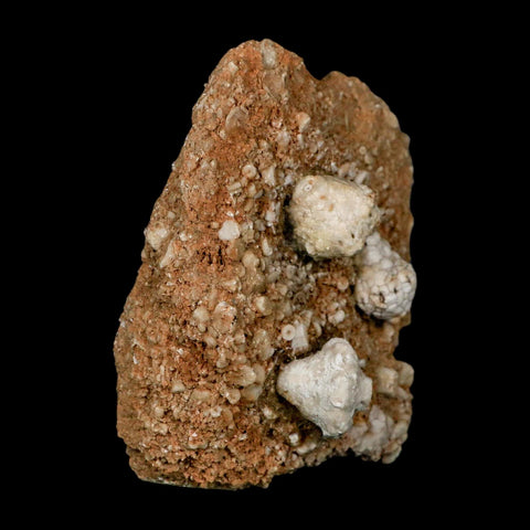 3.2" Dorycrinus Cornigerus Crinoid Fossil Mississippian Age Burlington Iowa - Fossil Age Minerals