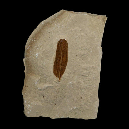 1.1" Caesalpinia Pecorae Divi Divi Trees Fossil Plant Leaf Eocene Age Uintah Utah