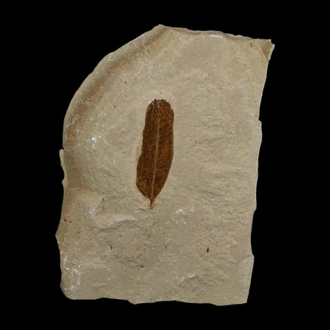 1.1" Caesalpinia Pecorae Divi Divi Trees Fossil Plant Leaf Eocene Age Uintah Utah - Fossil Age Minerals