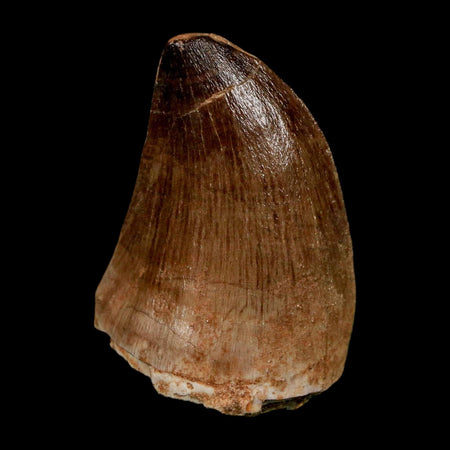 1.8" Mosasaur Prognathodon Fossil Tooth Cretaceous Dinosaur Era COA & Stand