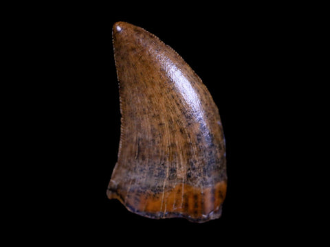 0.8" Nanotyrannus Tyrannosaurus Fossil Tooth Dinosaur Hell Creek MT COA Display - Fossil Age Minerals