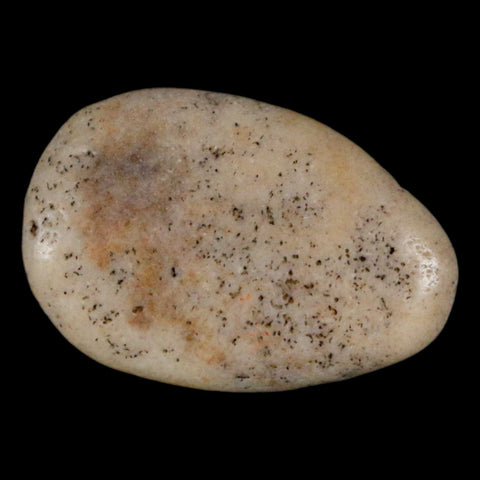 1.1" Sauropod Dinosaur Stomach Stone Gastrolith Rock Gizzard Stone COA - Fossil Age Minerals