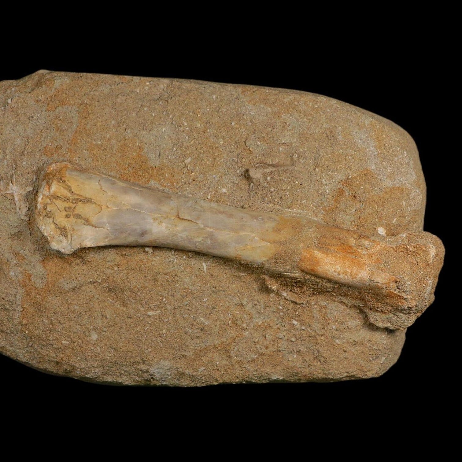 4.6" Pterosaur Tethydraco Regalis Fossil Bones Upper Cretaceous Morocco Stand COA