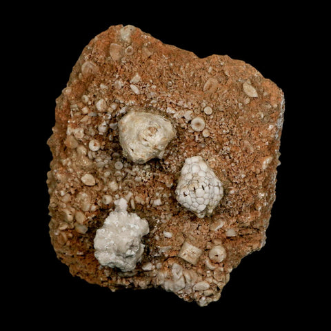 3.2" Dorycrinus Cornigerus Crinoid Fossil Mississippian Age Burlington Iowa - Fossil Age Minerals