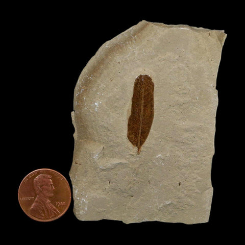 1.1" Caesalpinia Pecorae Divi Divi Trees Fossil Plant Leaf Eocene Age Uintah Utah - Fossil Age Minerals