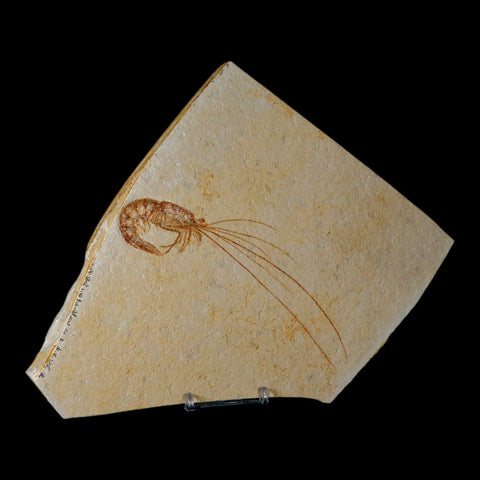 5.6" Acanthochirana Fossil Shrimp Upper Jurassic Age Solnhofen FM Germany COA Stand - Fossil Age Minerals
