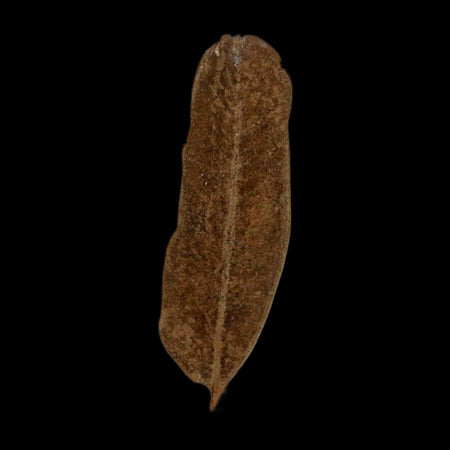 1.1" Caesalpinia Pecorae Divi Divi Trees Fossil Plant Leaf Eocene Age Uintah Utah