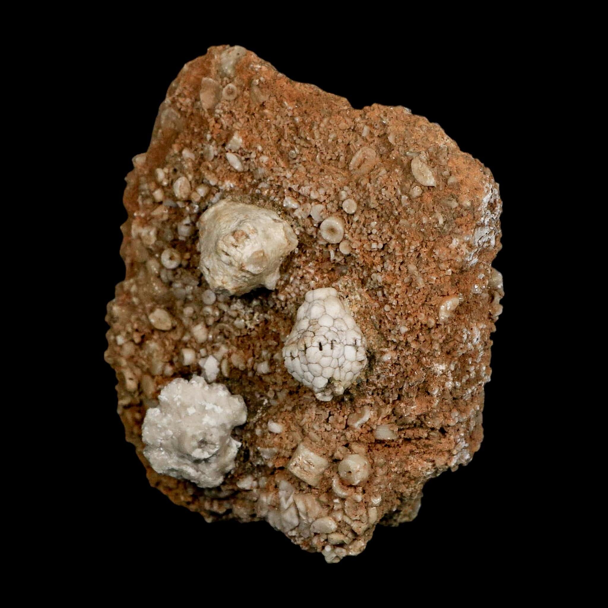 3.2" Dorycrinus Cornigerus Crinoid Fossil Mississippian Age Burlington Iowa - Fossil Age Minerals