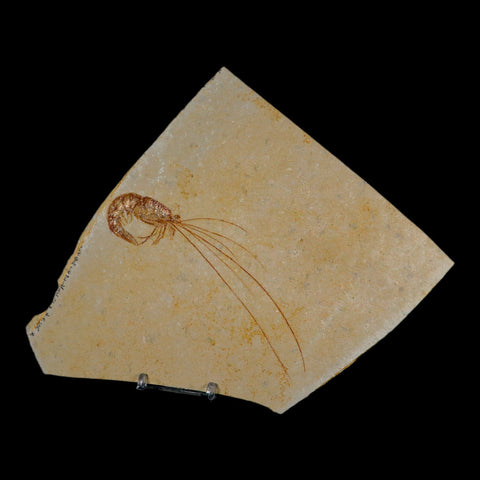 5.6" Acanthochirana Fossil Shrimp Upper Jurassic Age Solnhofen FM Germany COA Stand - Fossil Age Minerals