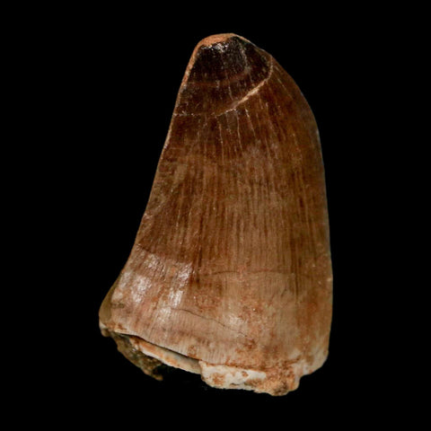 1.8" Mosasaur Prognathodon Fossil Tooth Cretaceous Dinosaur Era COA & Stand