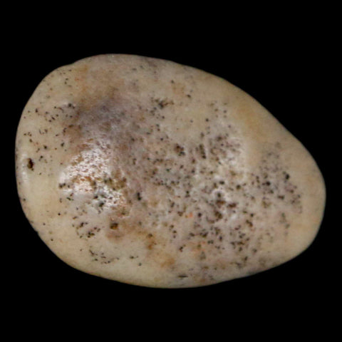 1.1" Sauropod Dinosaur Stomach Stone Gastrolith Rock Gizzard Stone COA - Fossil Age Minerals