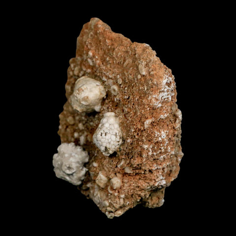 3.2" Dorycrinus Cornigerus Crinoid Fossil Mississippian Age Burlington Iowa - Fossil Age Minerals