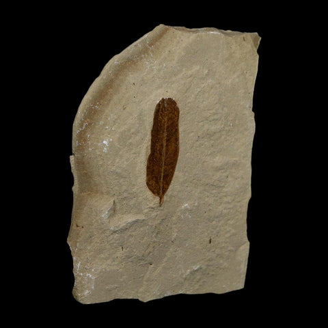 1.1" Caesalpinia Pecorae Divi Divi Trees Fossil Plant Leaf Eocene Age Uintah Utah - Fossil Age Minerals