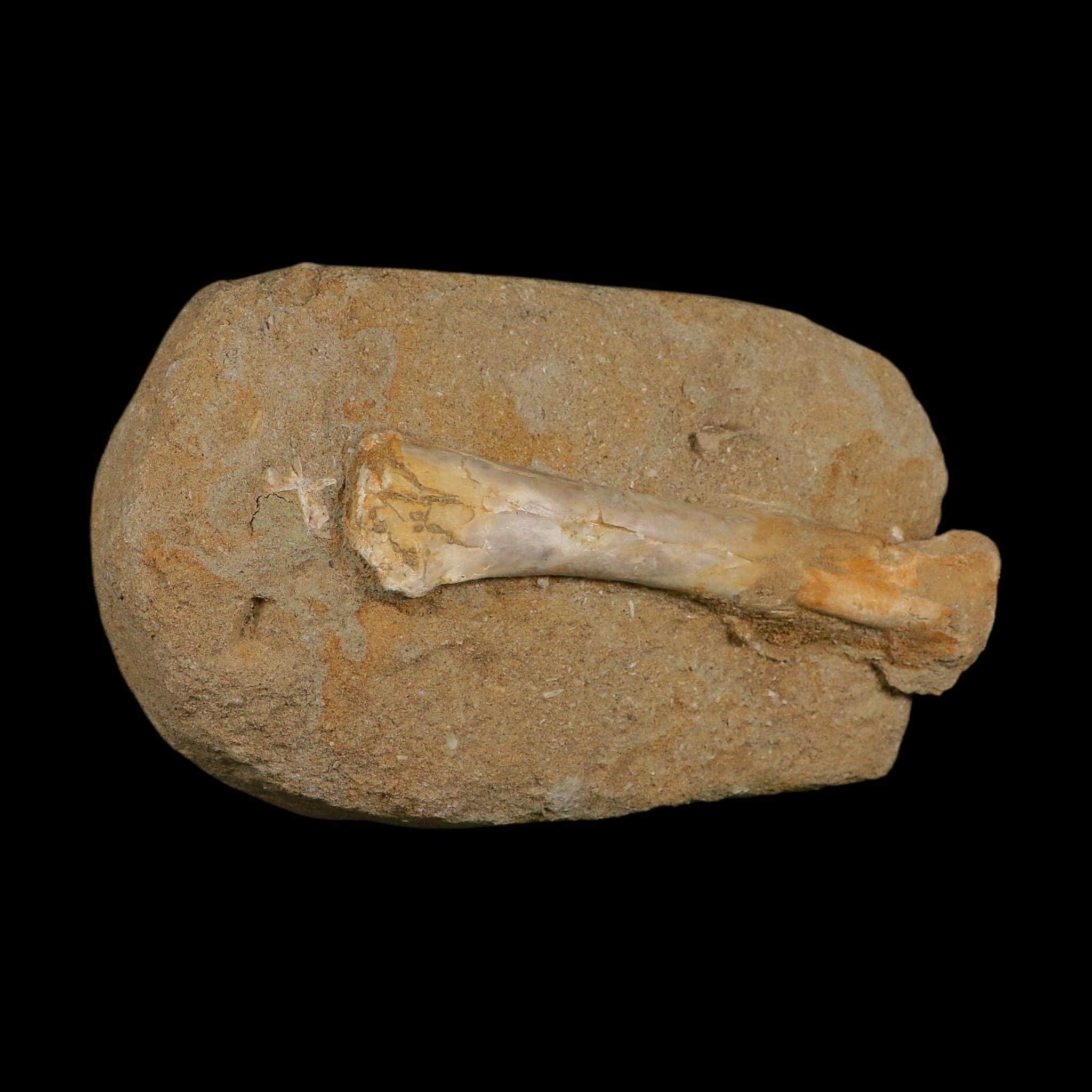 4.6" Pterosaur Tethydraco Regalis Fossil Bones Upper Cretaceous Morocco Stand COA