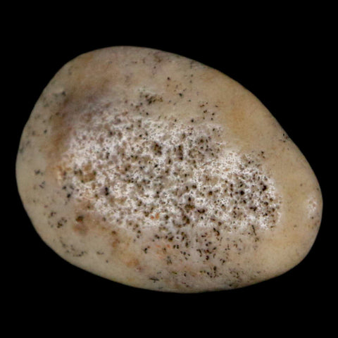 1.1" Sauropod Dinosaur Stomach Stone Gastrolith Rock Gizzard Stone COA - Fossil Age Minerals