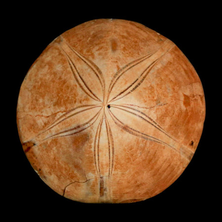 64MM Pygurus Marmonti Sea Urchin Fossil Sand Dollar Jurassic Age Madagascar