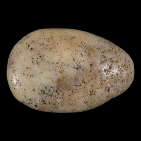 1.1" Sauropod Dinosaur Stomach Stone Gastrolith Rock Gizzard Stone COA - Fossil Age Minerals